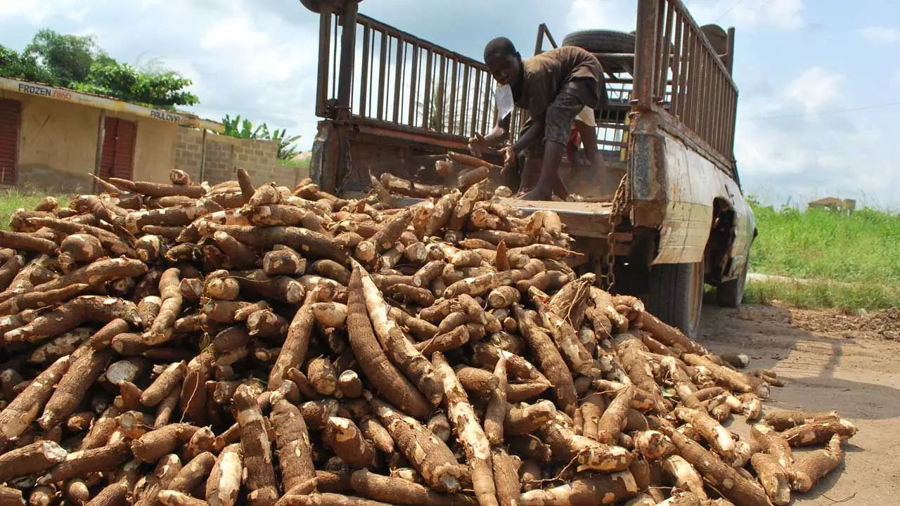 Food Security: Cassava sector records progress in development, new investments, others