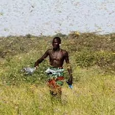 Third locust outbreak strikes Namibia