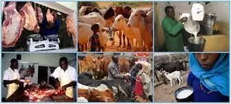 FG sets to reduce importation of livestock products