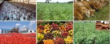 Experts seek enhanced investment in agriculture sector to tackle poverty