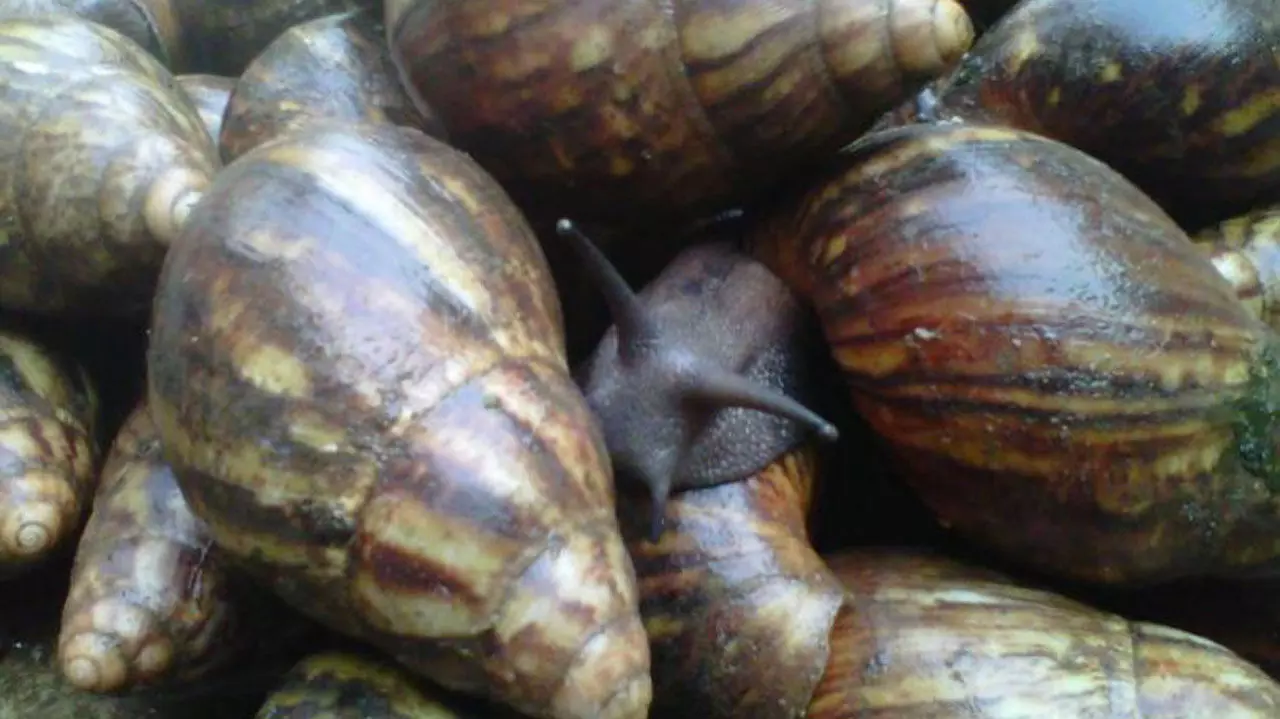 Expert urges government to fund snail farming