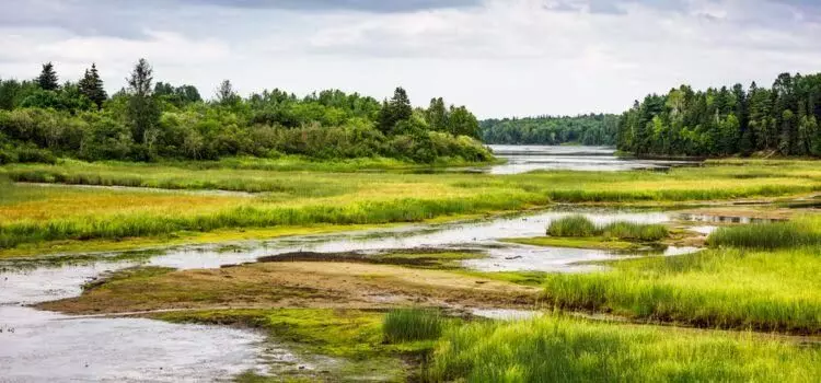 NCF seeks conservation of wetlands