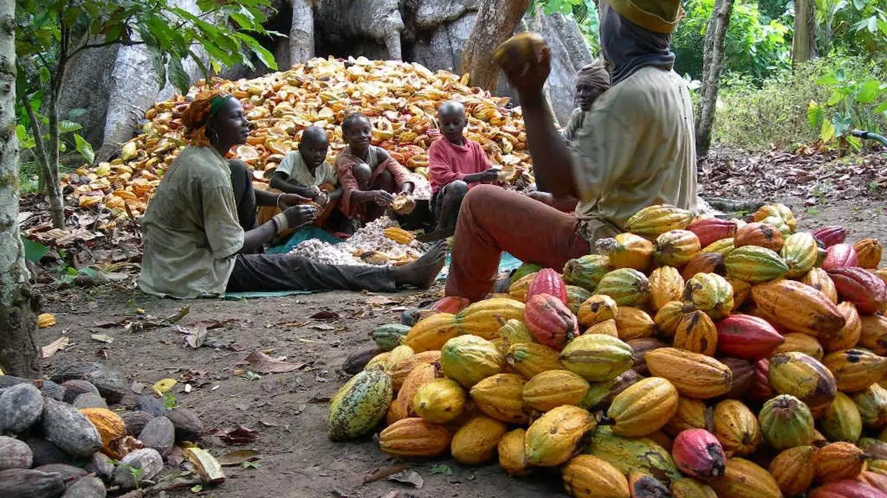 Cocoa: Nigeria loses N60bn to living income differential annually – CFAN