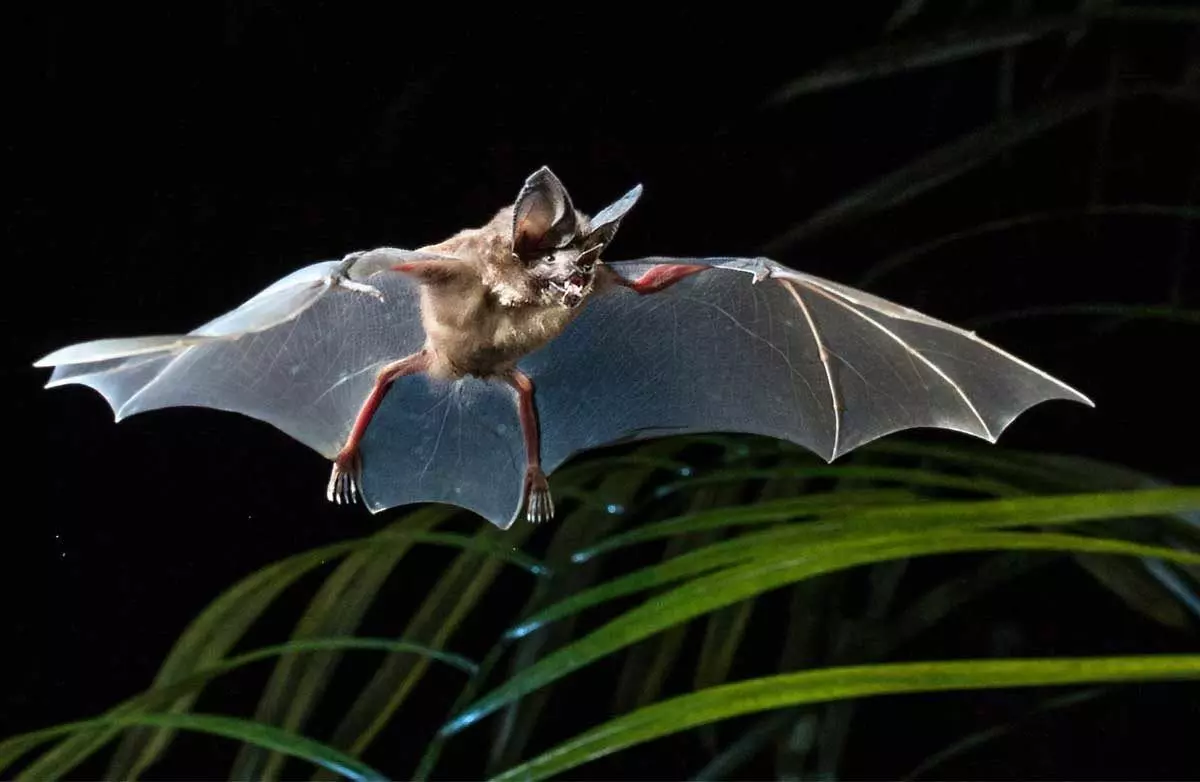 10 new bat species found in Nigerian forest- Researchers