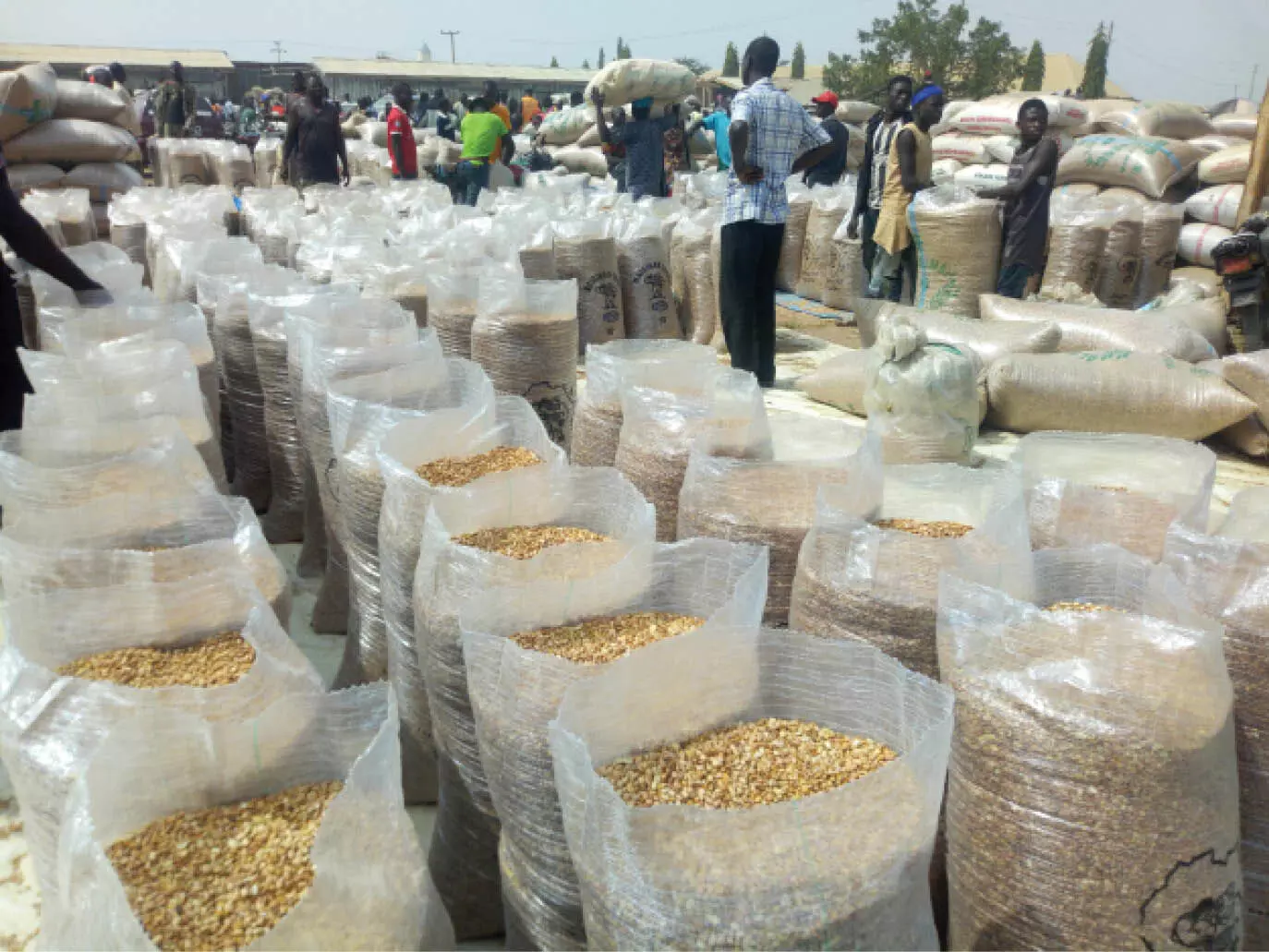 Nigeria can double maize production with hybrid seeds