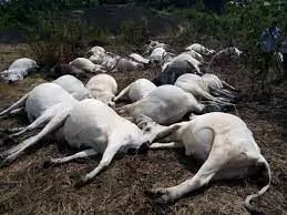 Kogi govt. buries poisoned cows, orders 7 days off beef consumption