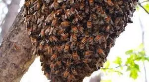 World Bee Conference: Nigerian Envoy woos foreign investors for Bee farming