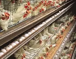 Expert faults export of grains for hike in poultry produce price