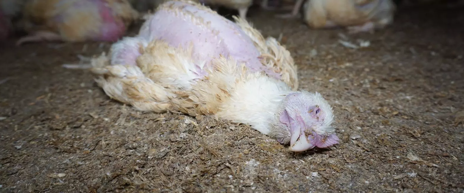 Excessive heat is killing our birds, says Poultry farmers