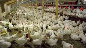 Over 400 poultry farms shutdown in Katsina – PAN