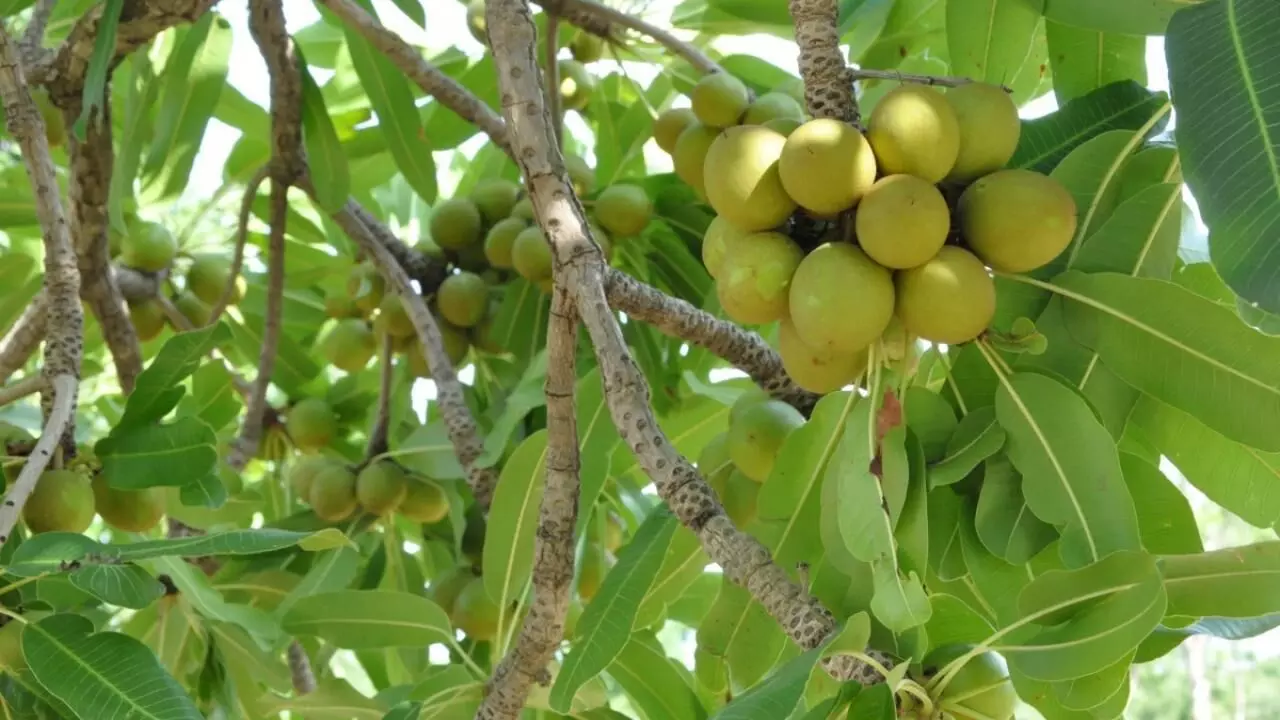 Gov. Bello inaugurates planting of 10m Shea economic trees