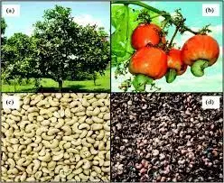 Association urges Nigerians to embrace cashew cultivation