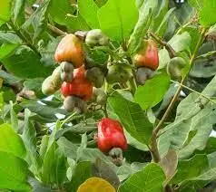 Nigeria targets 500,000 metric tonnes of cashew production annually