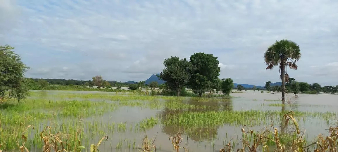 Kogi rice farmers raise alarm over destruction of farmlands