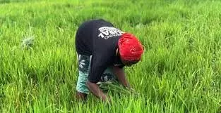 Independence: Farmers celebrate Nigerias agriculture transformation