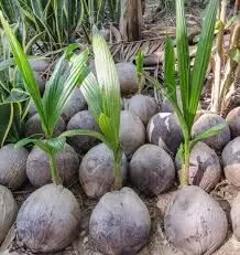 Akwa Ibom Govt restates commitment to plant 2m Coconut seedlings