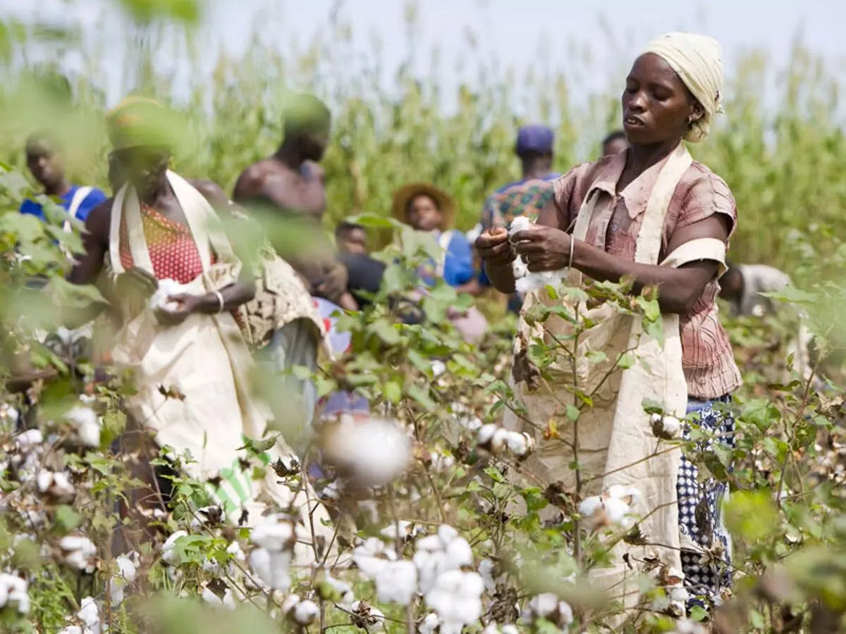 Cotton farmers call FG to continue Anchor Borrowers Programme