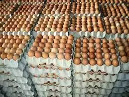 PAN attributes insufficiency of eggs to low output productivity