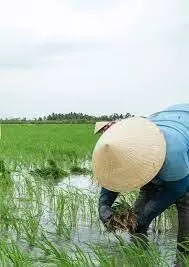 NCRI introduces two flood-resistant rice varieties – Director