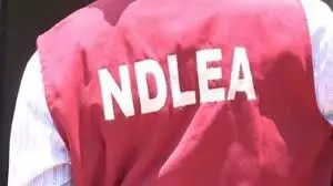 Trending hemp video: NDLEA arrests LG boss in Niger