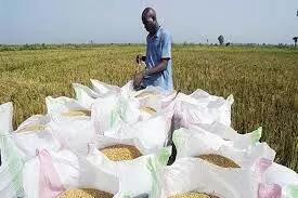 Nigeria produces 75% of its rice needs -FG