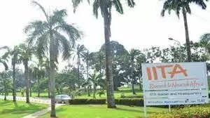 IITA reintroduces 40 African Yam-Bean varieties