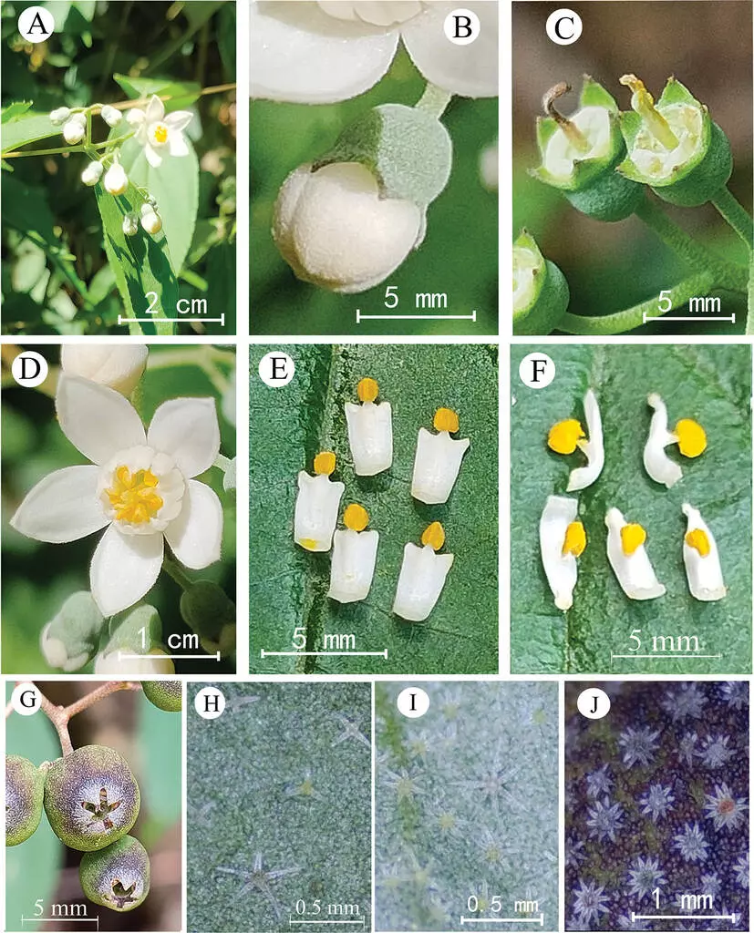 2 new plant species found in central China