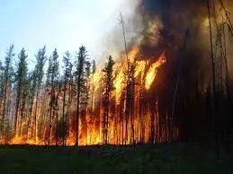 Canadian wildfires force evacuation of 29,000 people