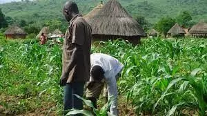 NOA warns Gombe farmers against using hard drugs for energy