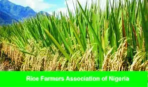 Ebonyi rice farmers lament hike in labour, inputs