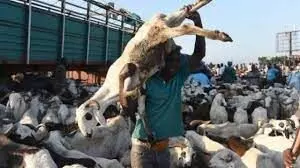 Eid-el-Kabir: Kebbi Ram sellers bemoan low patronage as customers lament exorbitant prices