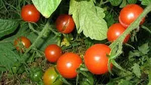 Tomato farmers lose N200m in Badagry