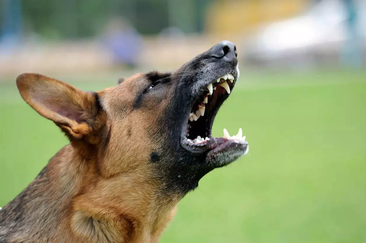 JUST IN: Dog attacks owners son in Rivers, kills him