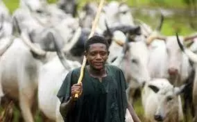 Troops arrest 1,000 cattle grazing on farmlands in Plateau