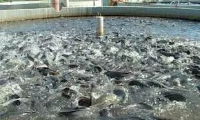 Fish farmers lament growing hardship