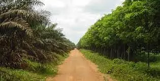 UK Govt to assist Edo, Okomu Oil in forest preservation