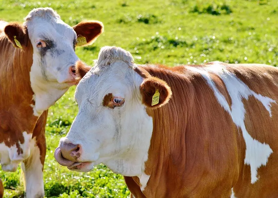 Don advocates Artificial Insemination in cattle to improve animal breeding