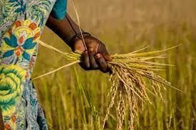 Rainfall pattern, others affect cost of local rice – Sanwo-Olu’s aide