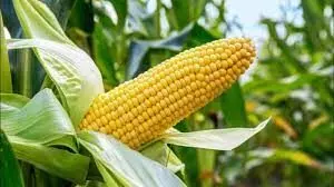 FG approves release of new maize variety, ‘Tela Maize’ for cultivation