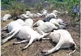 We know nothing about 33 cows death, Ilorin college provost says