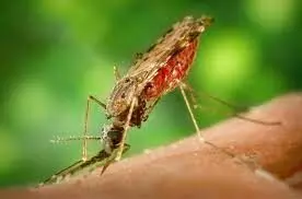 Malaria prevention: Monoclonal antibodies offering additional hope