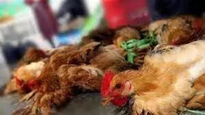Flu:1,000 poultry birds culled in India