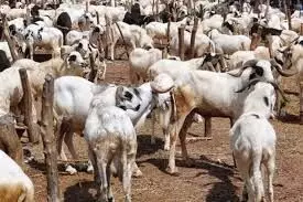 Eld el-kabir: Kano residents decry hike in livestock prices