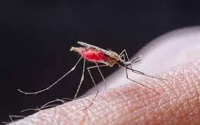 GM mosquitoes proffer safety measures against malaria – Ex-NBMA DG