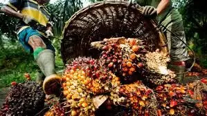 Nigeria spends $600m annually on palm oil importation