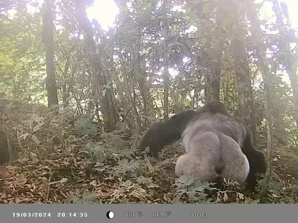 PG student captures footages of endangered C’River gorillas