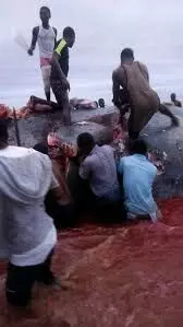 Residents butcher stranded whale for meat in Bayelsa community