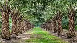 Dogara seeks release of 25% levy palm oil levy