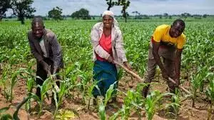 Farmers blame food inflation on insecurity, paucity of farm inputs