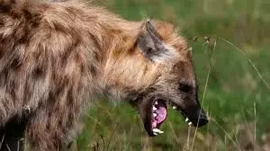 Hyena escapes Jos Wildlife Park